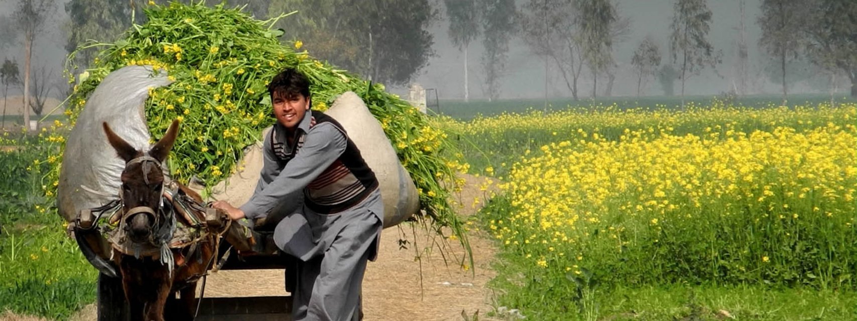 Best Agricultural Tour of India Ex Hisar | TravelOcat - Tour